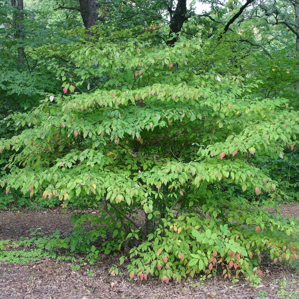 Cornus alternifolia - Pagoda Dogwood