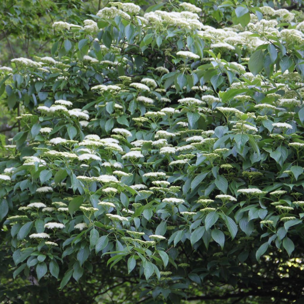 Cornus alternifolia - Pagoda Dogwood