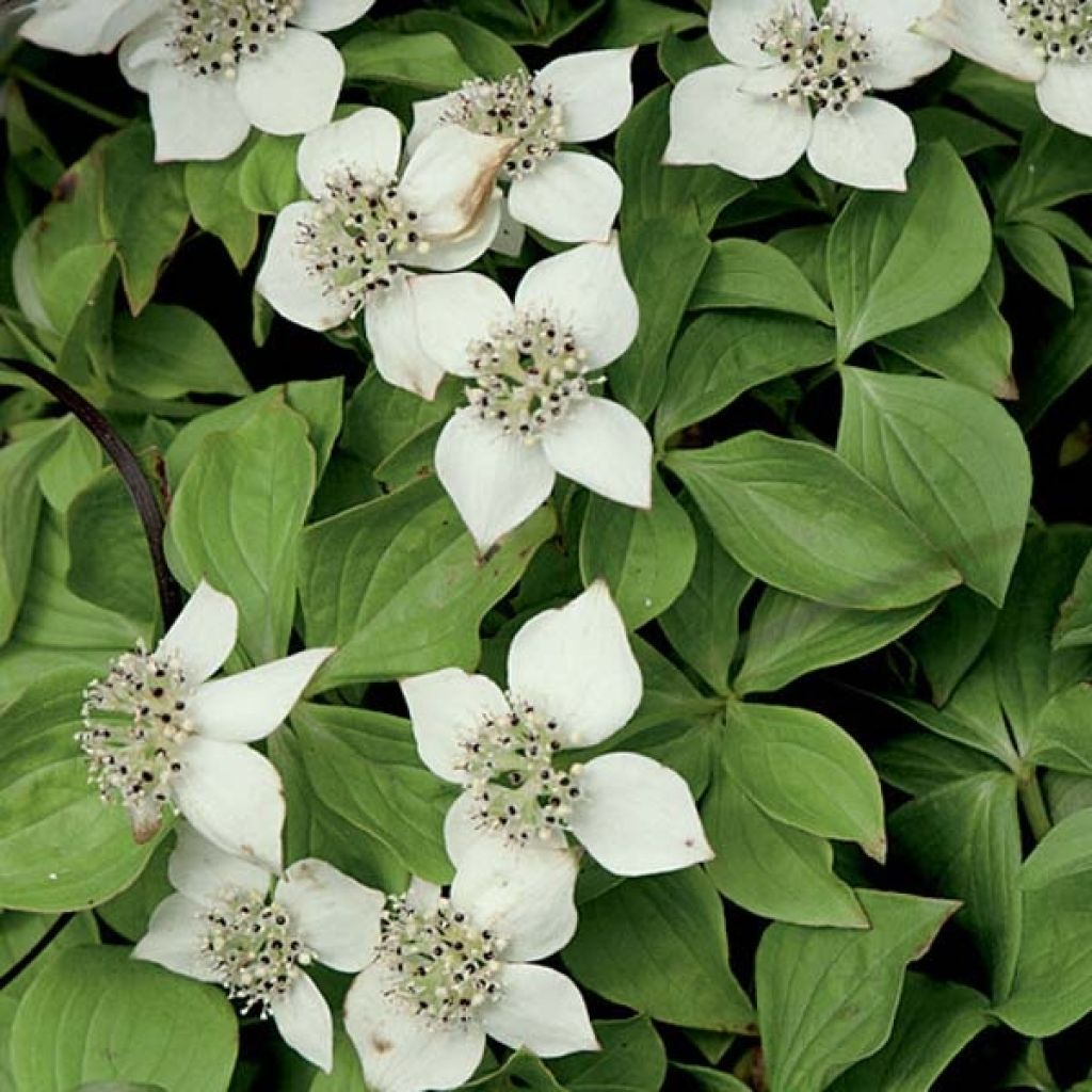 Cornus canadensis - Flowering Dogwood