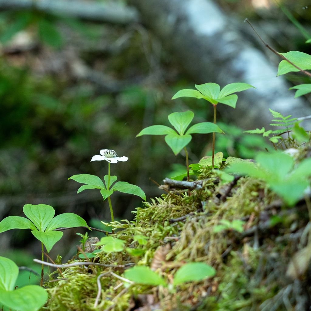 Cornus canadensis - Flowering Dogwood