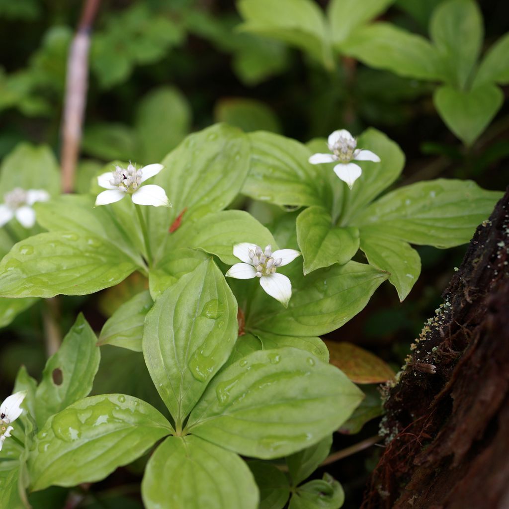 Cornus canadensis - Flowering Dogwood