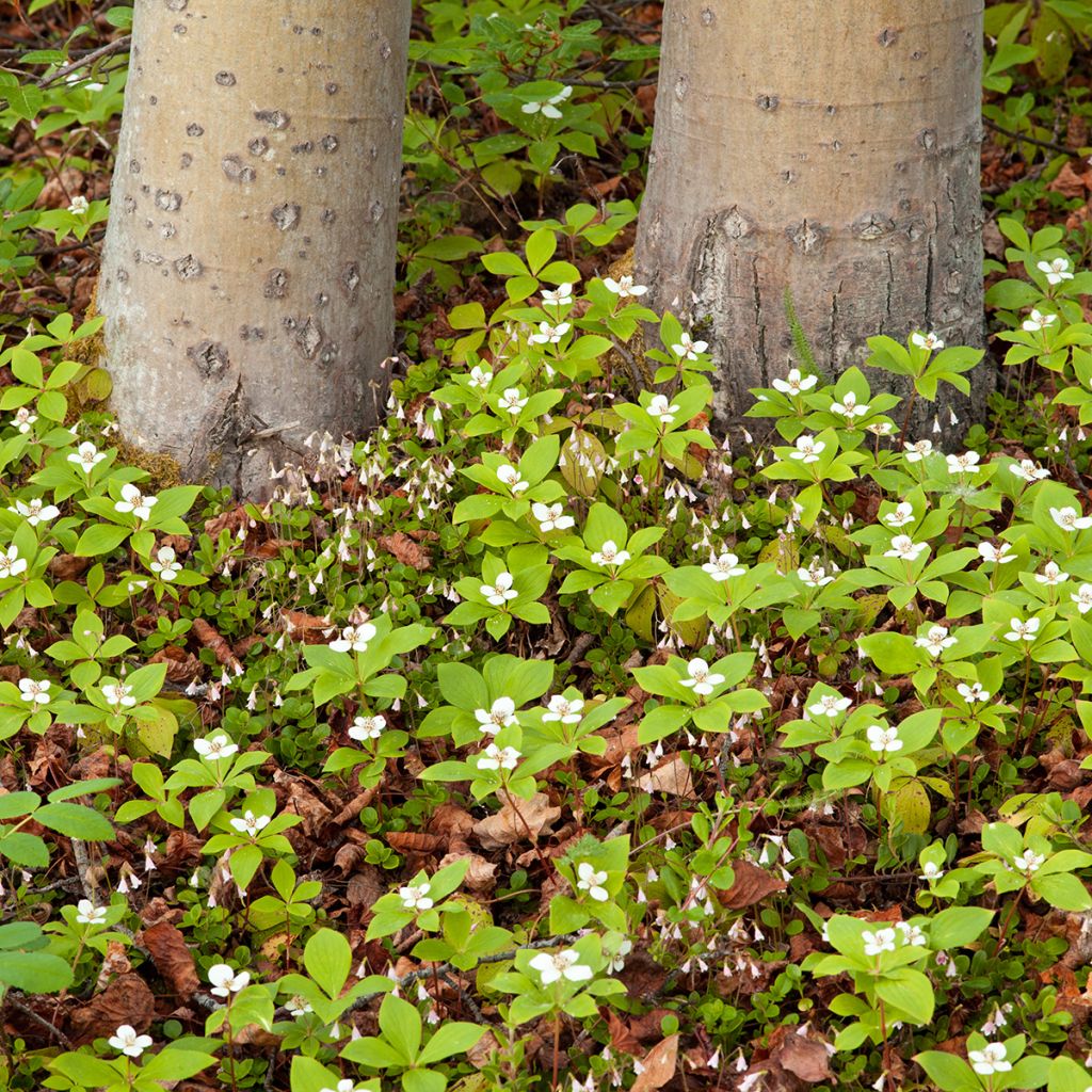 Cornus canadensis - Flowering Dogwood