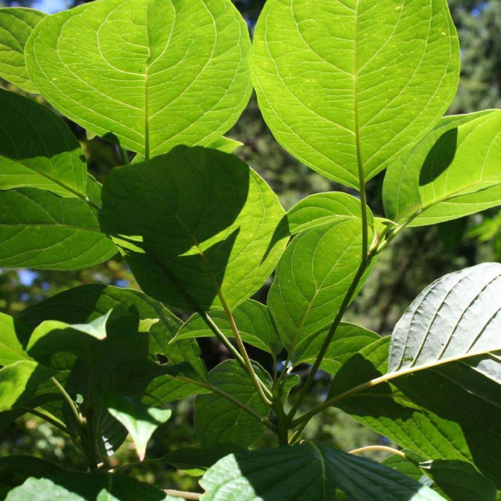 Cornus controversa - Giant Dogwood