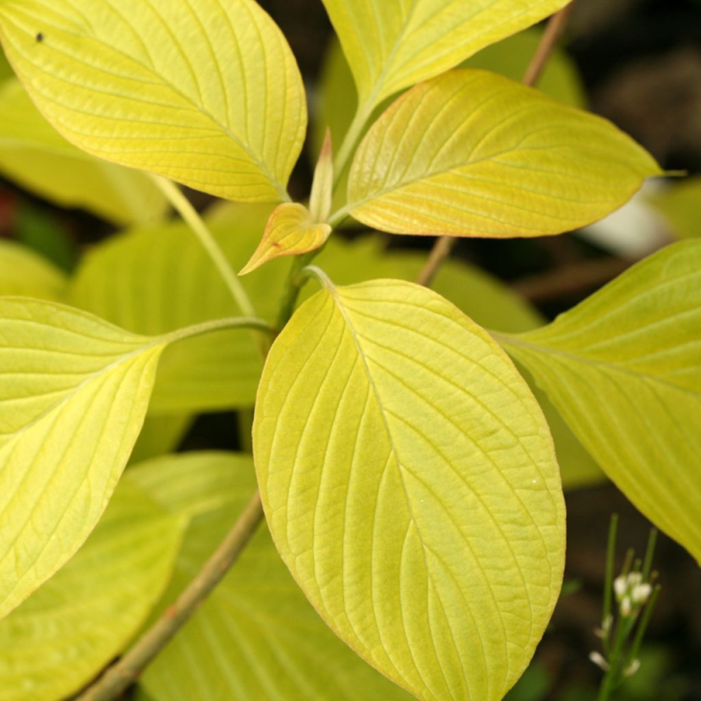 Cornus controversa Candlelight - Giant Dogwood