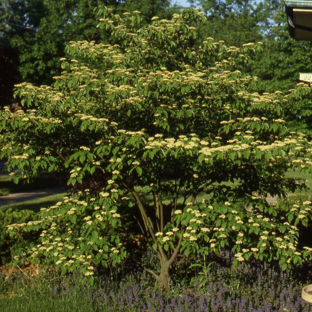 Cornus controversa Pagoda - Giant Dogwood
