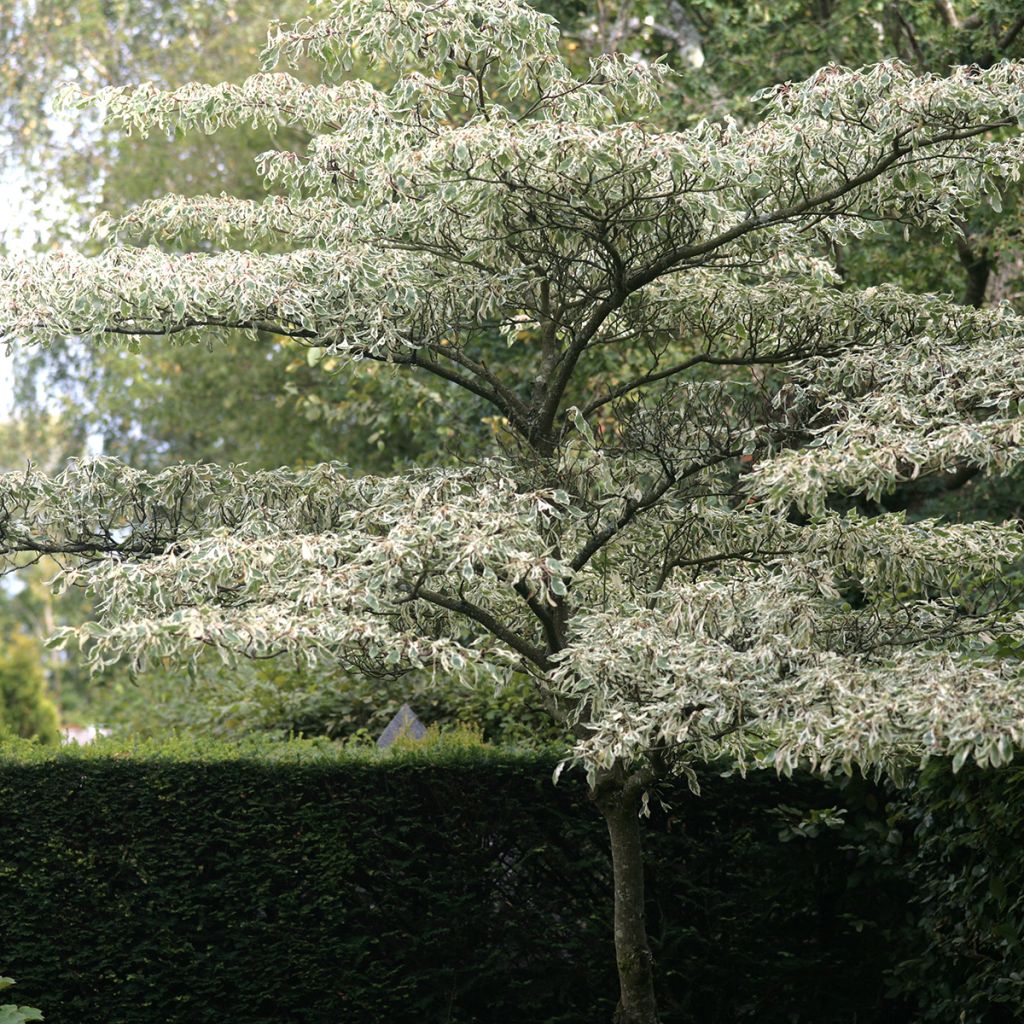 Cornus controversa Variegata - Giant Dogwood