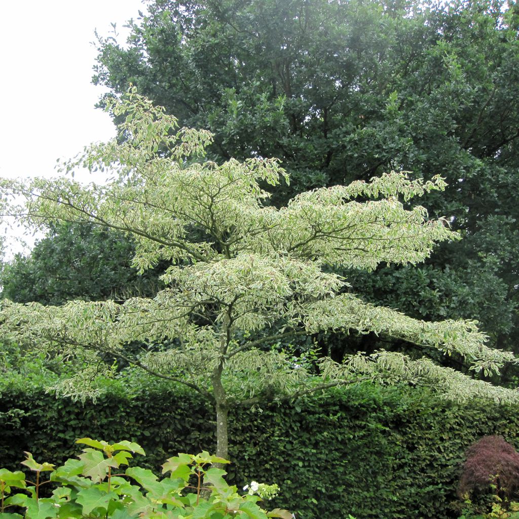 Cornus controversa Variegata - Giant Dogwood