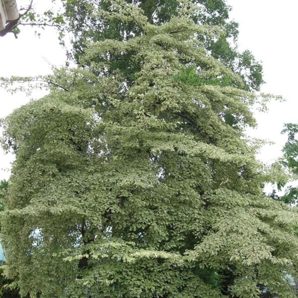 Cornus controversa Variegata - Giant Dogwood