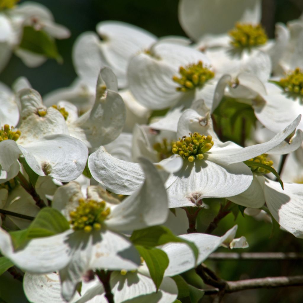 Cornus florida - Flowering Dogwood