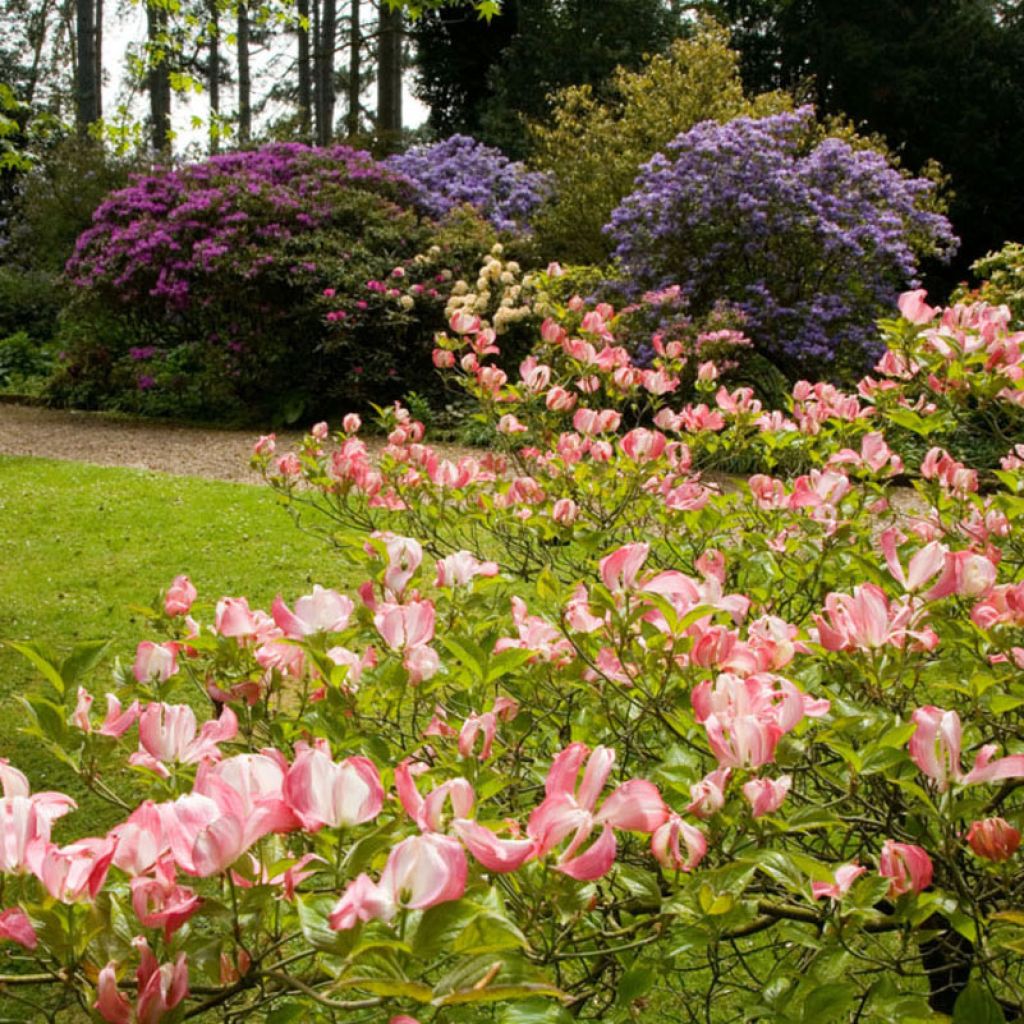 Cornus florida Cherokee Chief - Flowering Dogwood