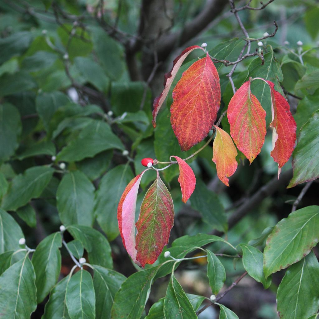 Cornus florida Cherokee Chief - Flowering Dogwood