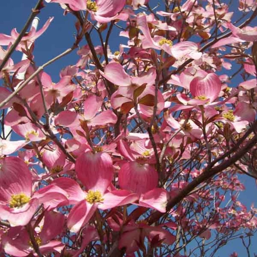 Cornus florida Rubra - Flowering Dogwood