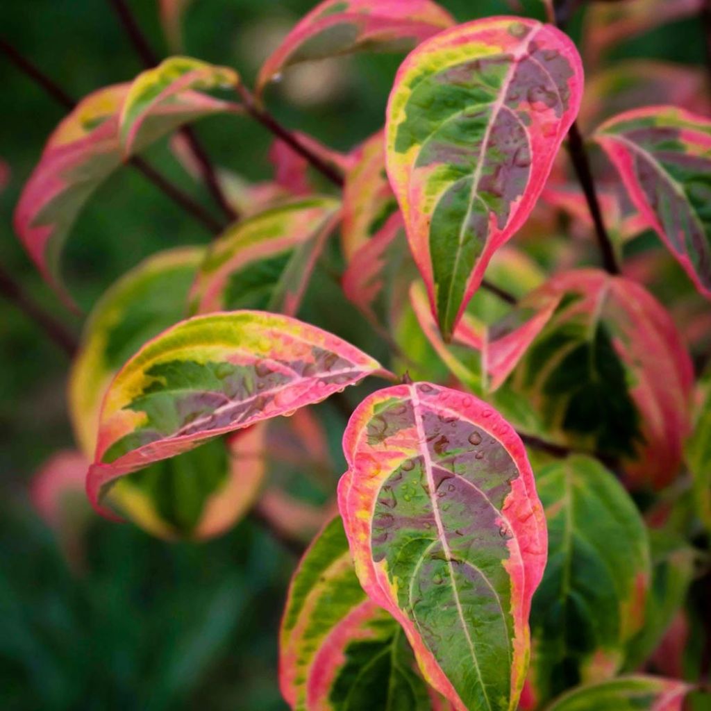 Cornus rutgersensis  Celestial Shadow - Rutgers Dogwood