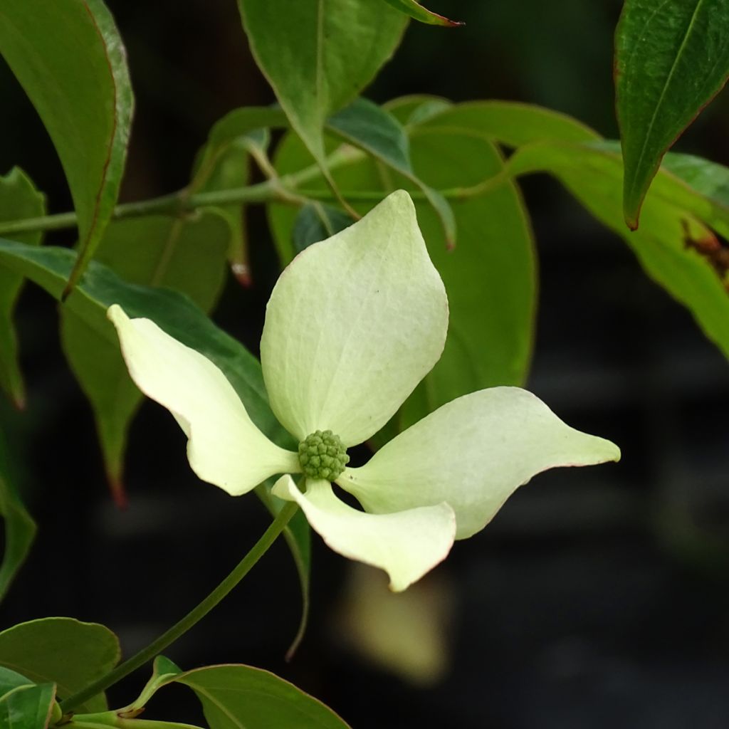 Cornus hongkongensis - Hong Kong Dogwood