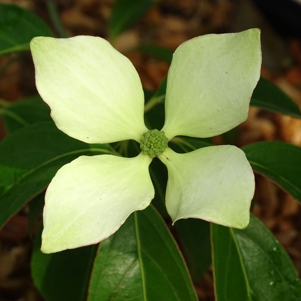 Cornus hongkongensis - Hong Kong Dogwood