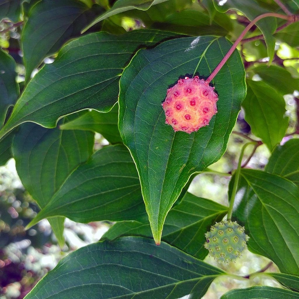 Cornus kousa - Flowering Dogwood