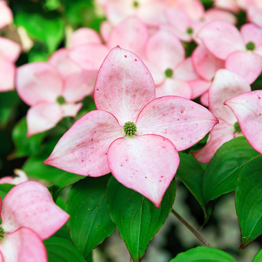 Cornus kousa Beni-fuji - Kousa Dogwood