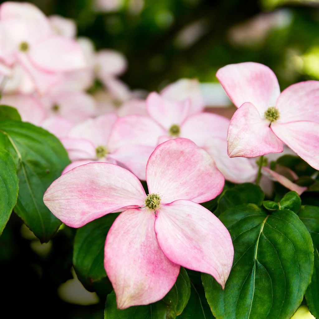 Cornus kousa Beni-fuji - Kousa Dogwood