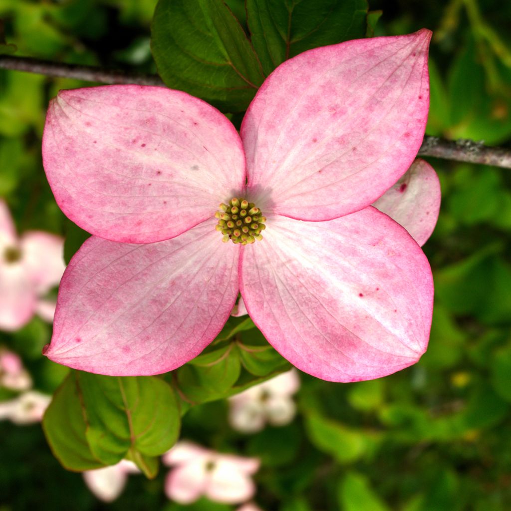 Cornus kousa Beni-fuji - Kousa Dogwood