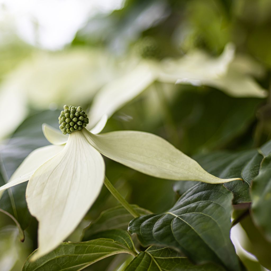 Cornus kousa Blue Shadow - Flowering Dogwood
