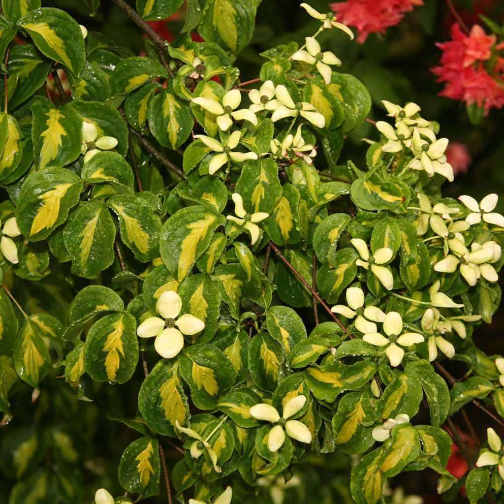 Cornus kousa Gold Star - Flowering Dogwood