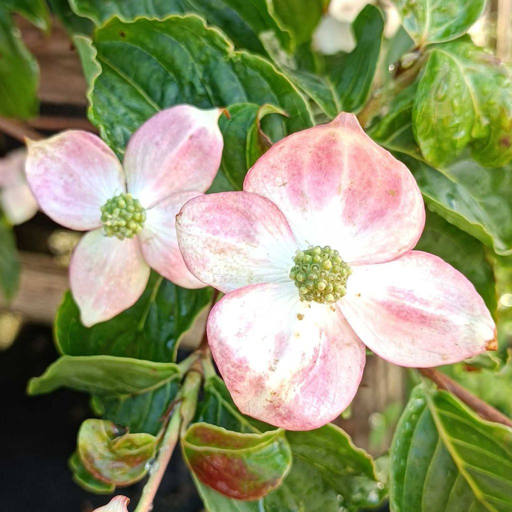 Cornus kousa Heart Throb - Flowering Dogwood