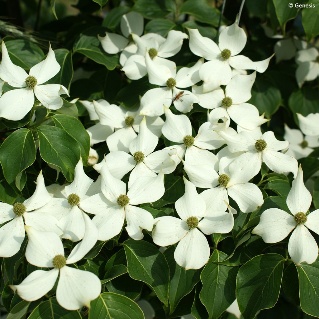 Cornus kousa var. chinensis Mandarin Jewel® - Kousa Dogwood