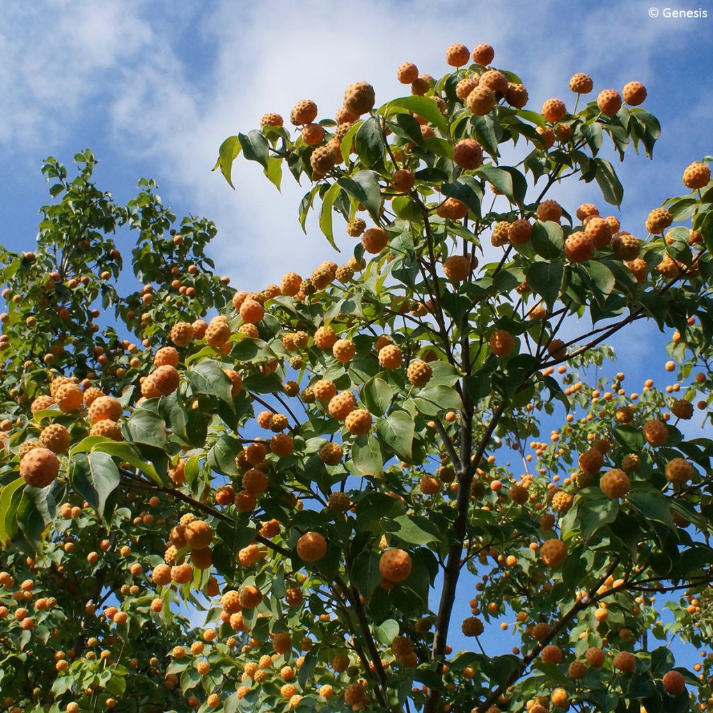 Cornus kousa var. chinensis Mandarin Jewel® - Kousa Dogwood