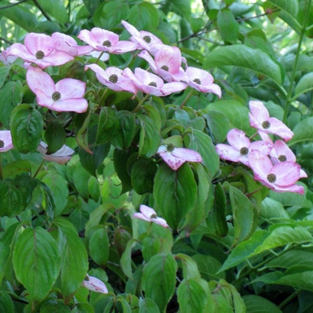 Cornus kousa Satomi - Flowering Dogwood