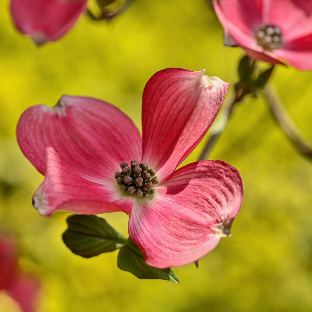 Cornus kousa Satomi - Flowering Dogwood
