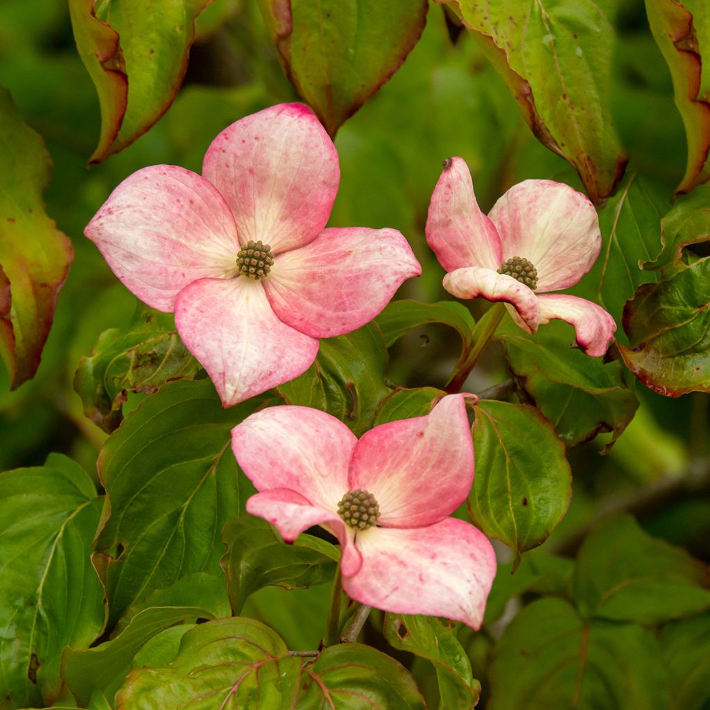 Cornus kousa Satomi - Flowering Dogwood