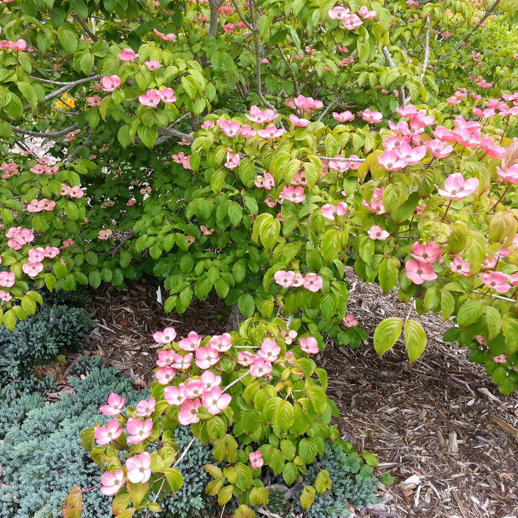 Cornus kousa Satomi - Flowering Dogwood