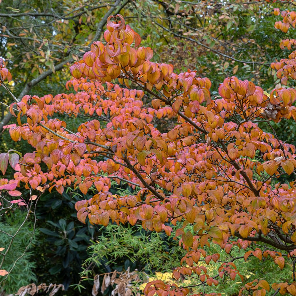 Cornus kousa Satomi - Flowering Dogwood