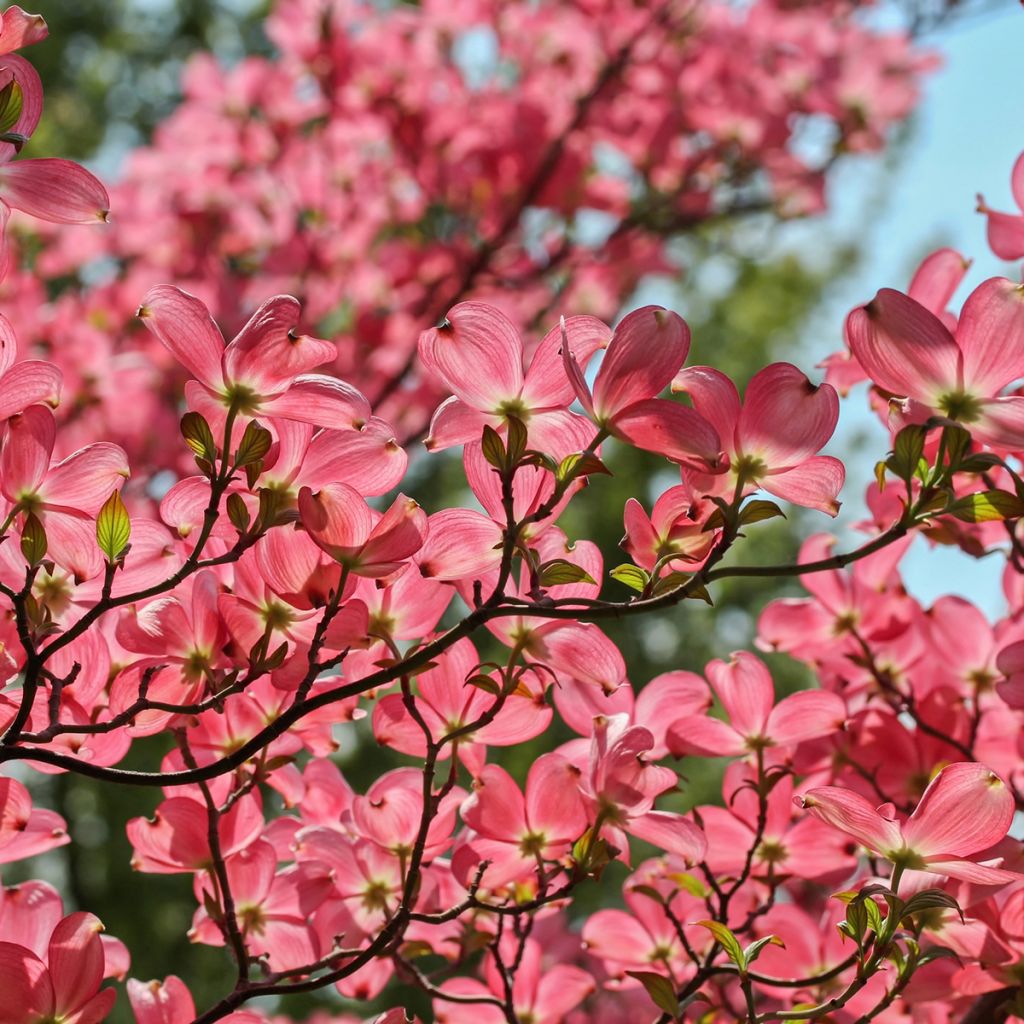 Cornus kousa Satomi - Flowering Dogwood