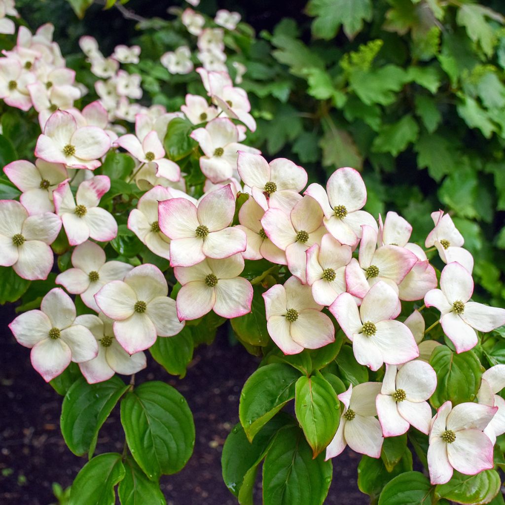 Cornus kousa Satomi - Flowering Dogwood