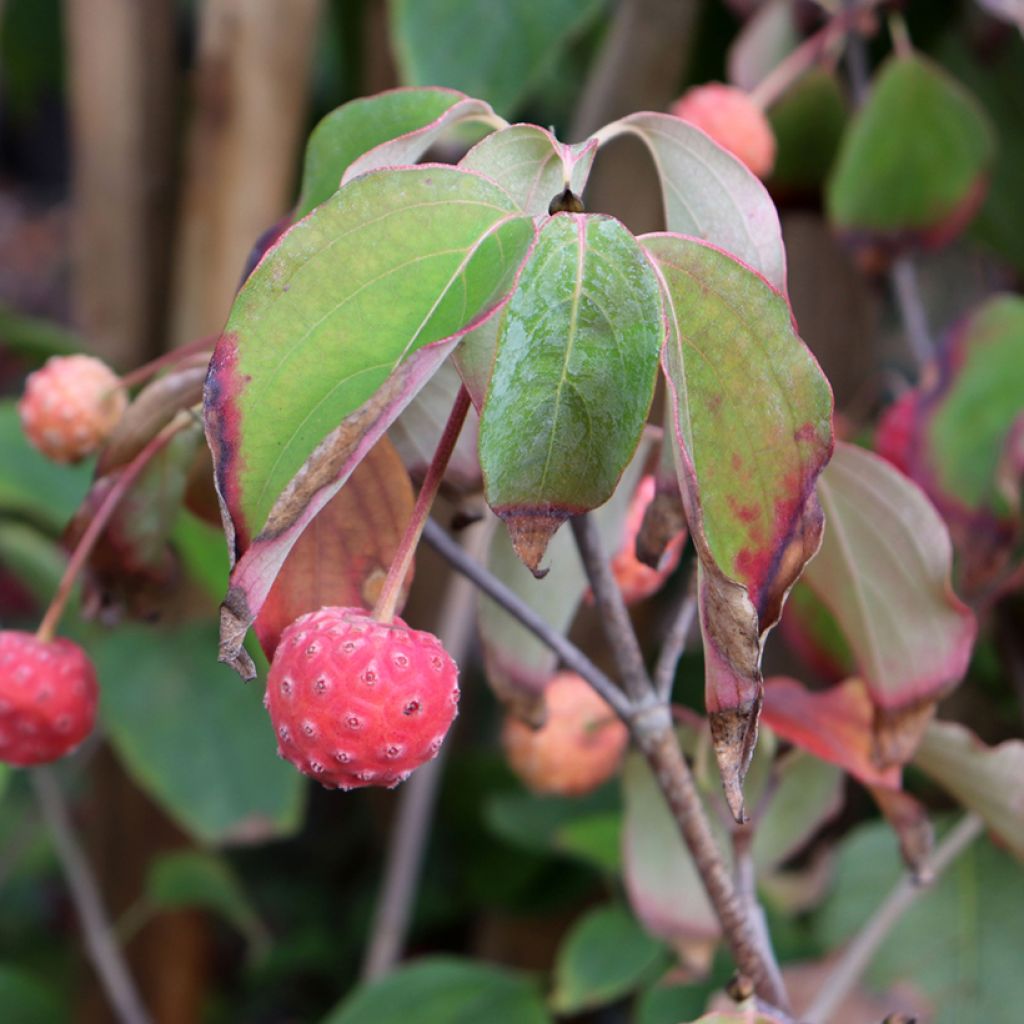 Cornus kousa Schmetterling - Flowering Dogwood