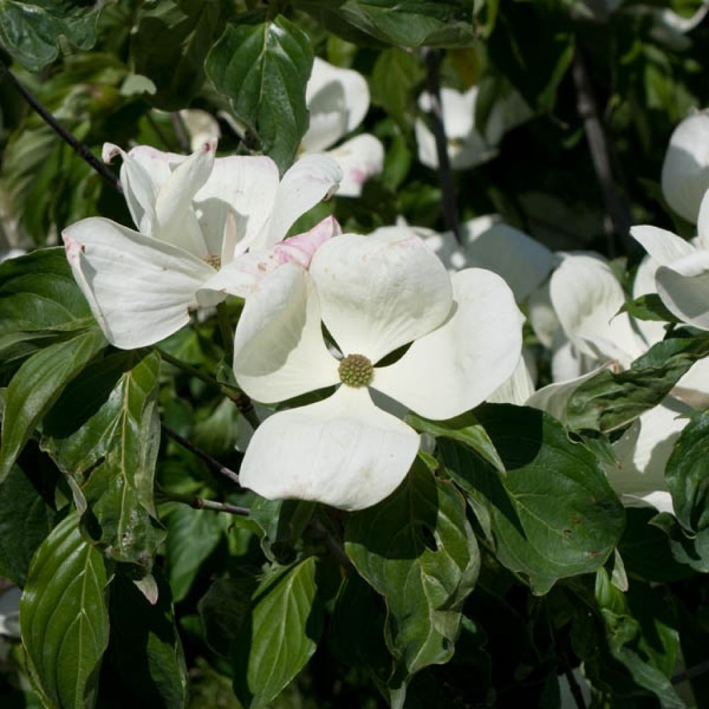 Cornus Venus - Flowering Dogwood