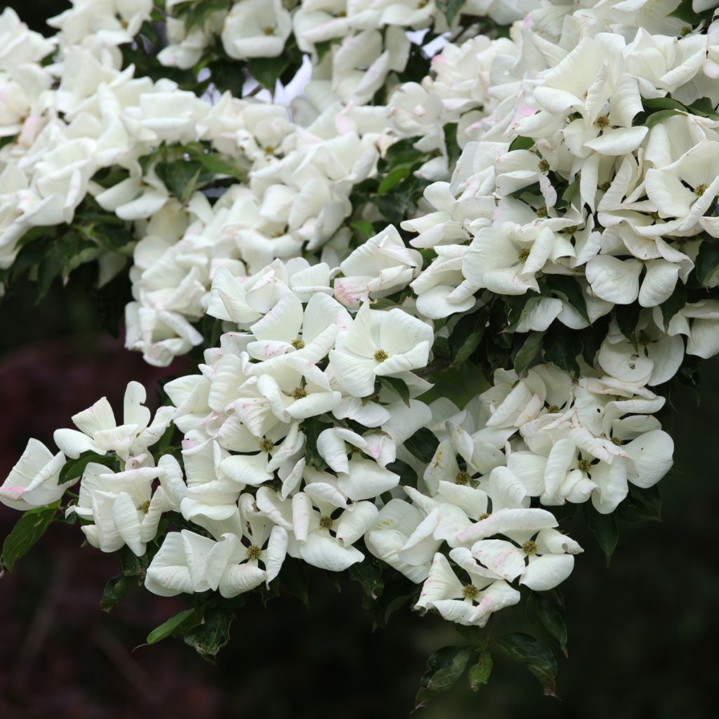 Cornus Venus - Flowering Dogwood