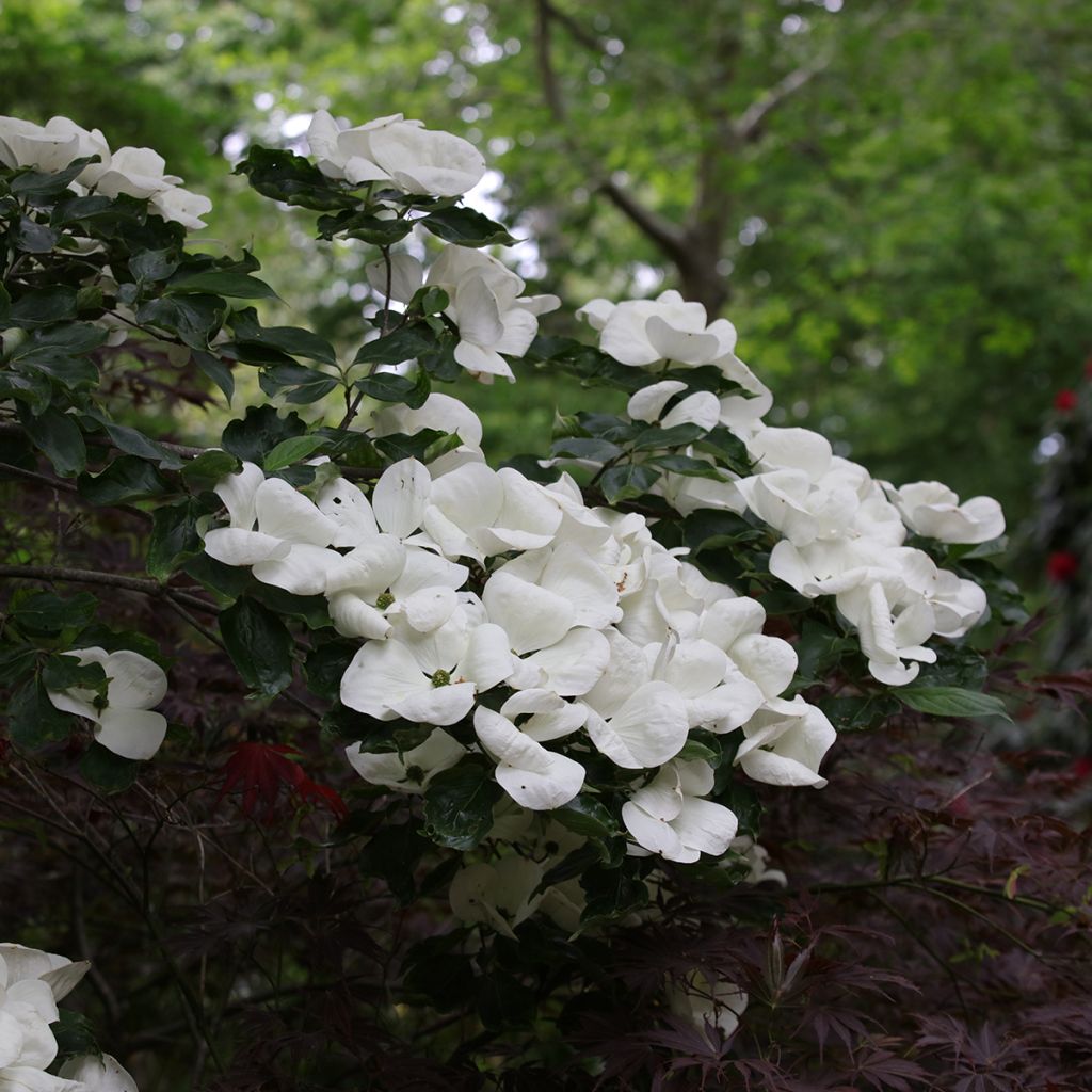 Cornus Venus - Flowering Dogwood