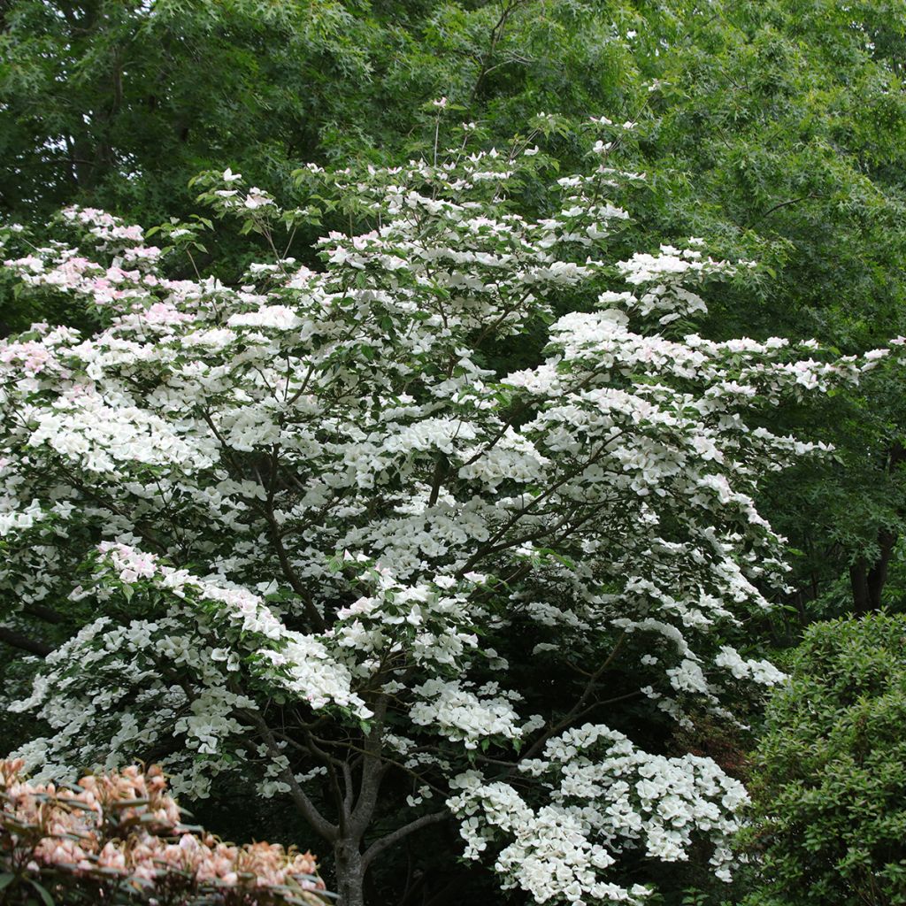 Cornus Venus - Flowering Dogwood