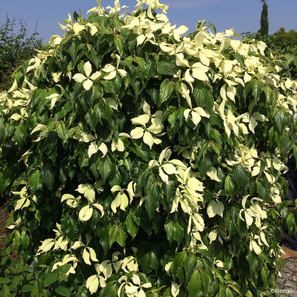 Cornus kousa Watermelon Sugar™ - Flowering Dogwood
