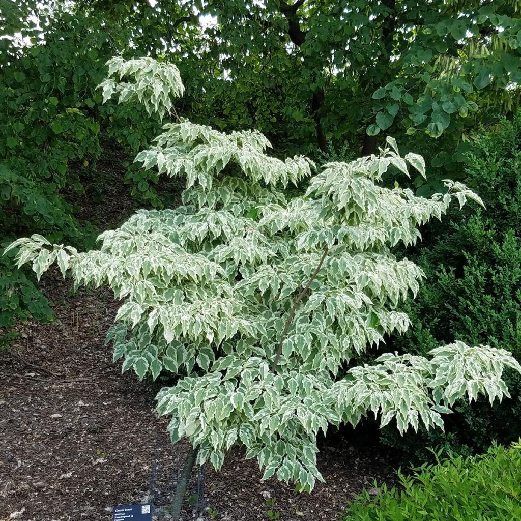 Cornus kousa Wolf Eyes - Flowering Dogwood
