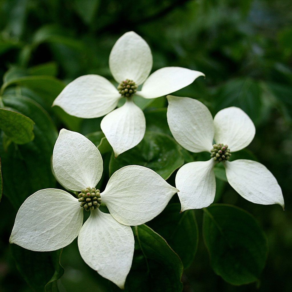 Cornus kousa var. chinensis - Flowering Dogwood