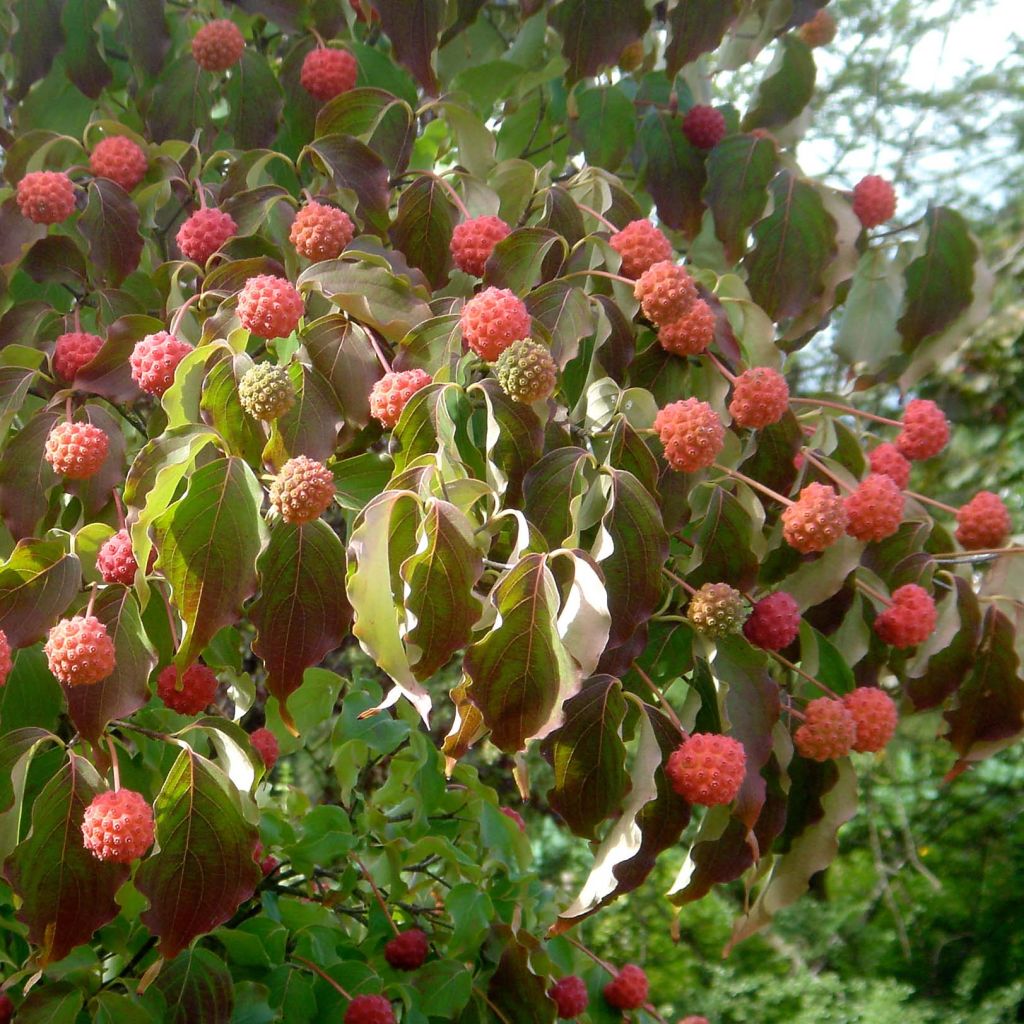Cornus kousa var. chinensis - Flowering Dogwood