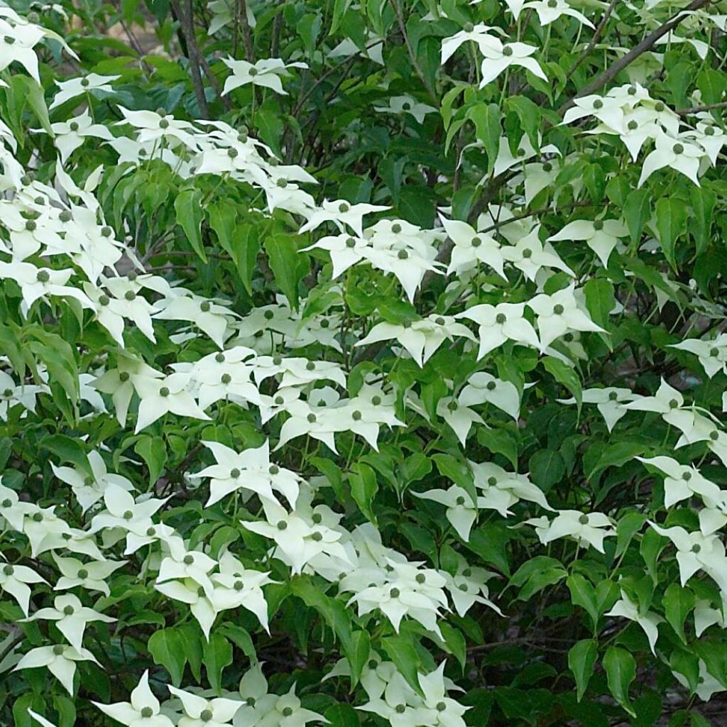 Cornus kousa var. chinensis - Flowering Dogwood