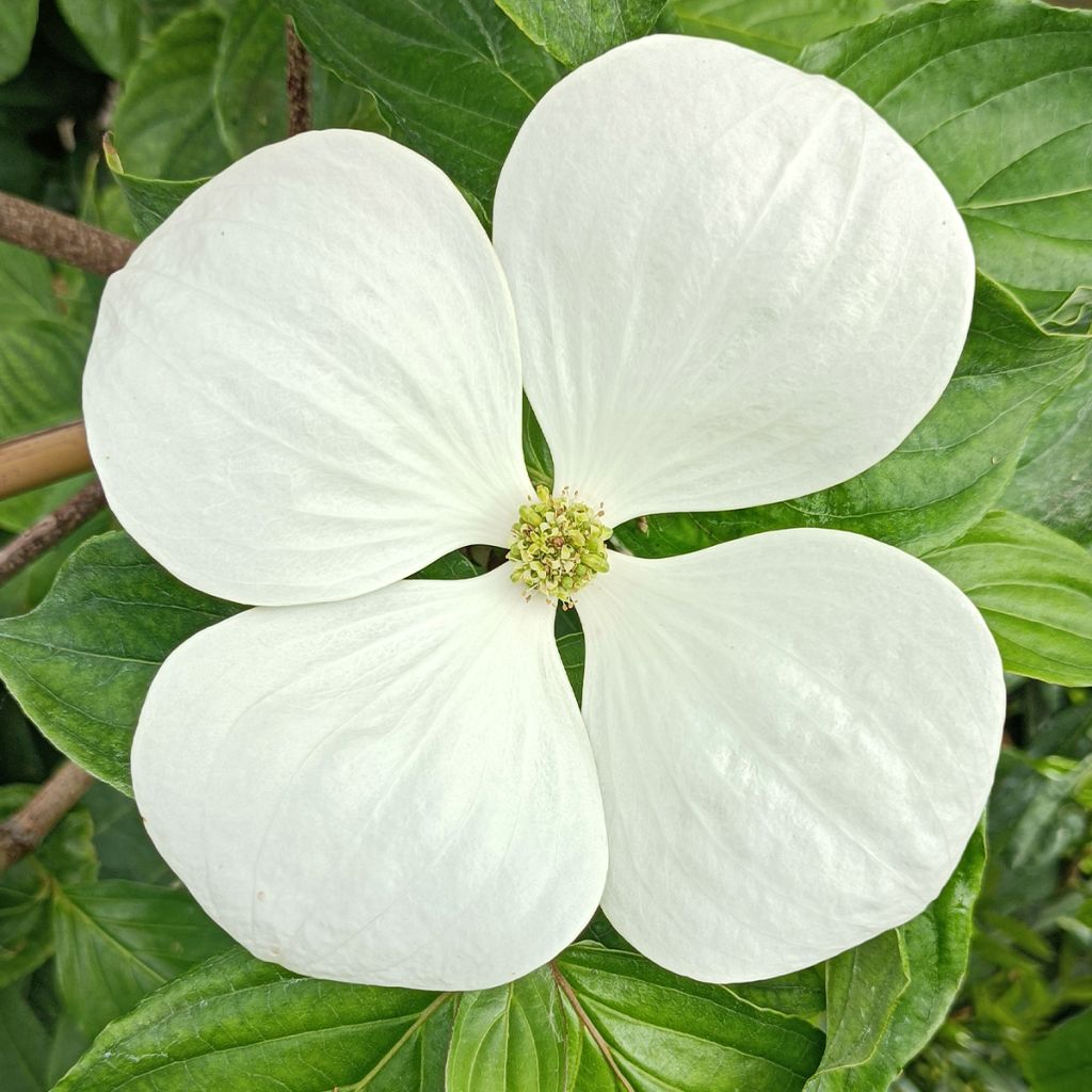 Cornus Venus - Flowering Dogwood