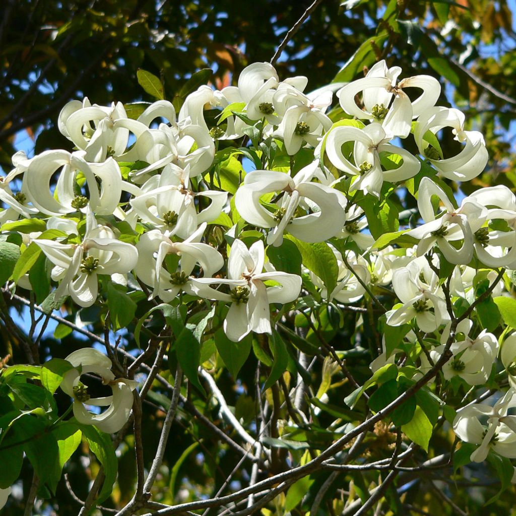 Cornus florida subsp. urbiniana - Flowering Dogwood