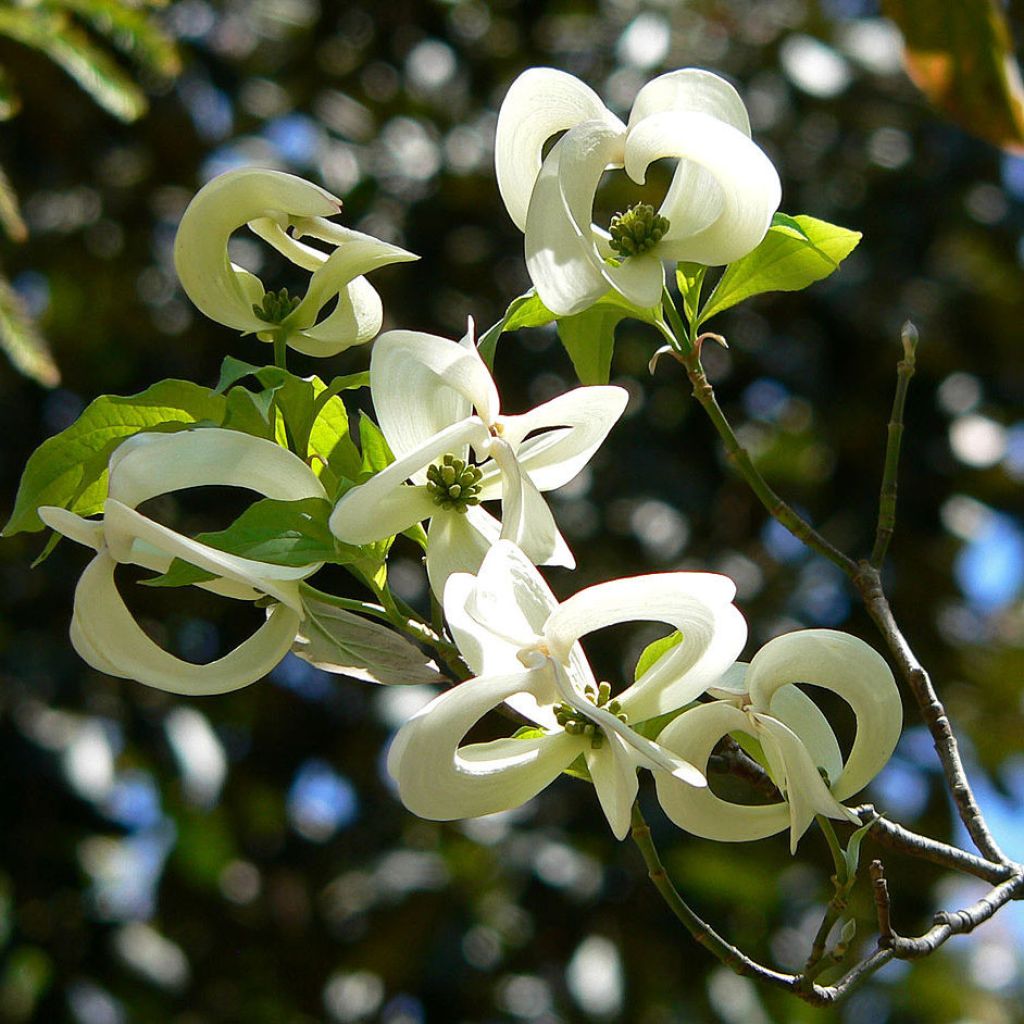 Cornus florida subsp. urbiniana - Flowering Dogwood