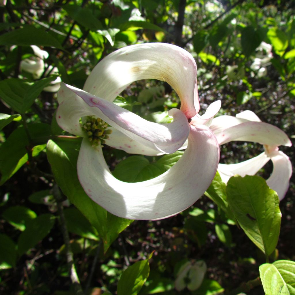 Cornus florida subsp. urbiniana - Flowering Dogwood