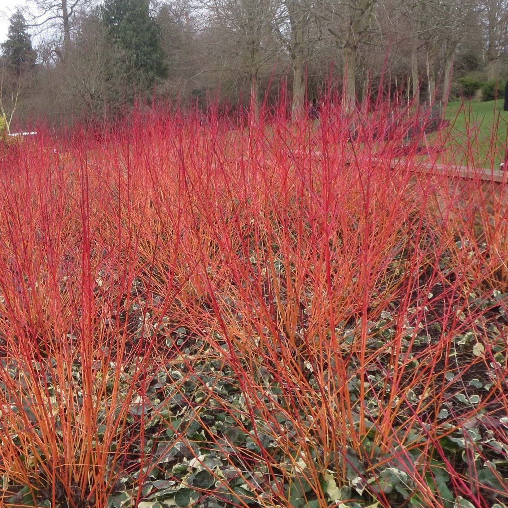Cornus sanguinea Annys Winter Orange - Common Dogwood